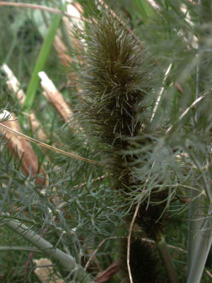 Foeniculum_vulgare_Bronze.jpg