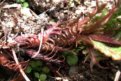 Lycopus_europaeus.jpg