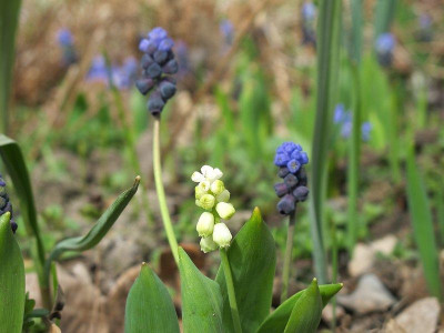 Muscari_album_11_ue.jpg