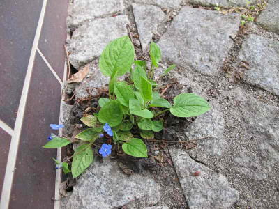 Pflasteromphalodes_ue.jpg