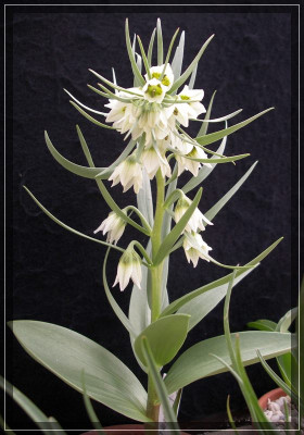 comp_Fritillaria_bucharica_01.04.11.jpg