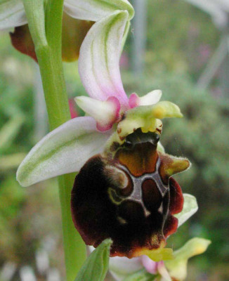 Ophrys_fuciflora.jpg