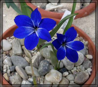 comp_Tecophilea_cyanocrocus_01.04.11.jpg