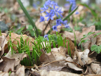 Scilla_bifolia_Samlinge_ue.jpg