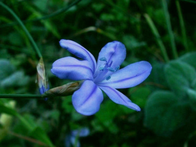 Aphyllanthes_monspeliensis1.jpg