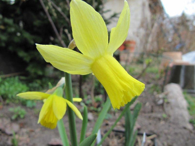 Narcissus_Toby_110401.jpg