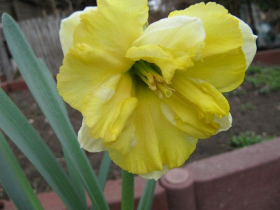 Narcissus_White_Chocolate_110401.jpg