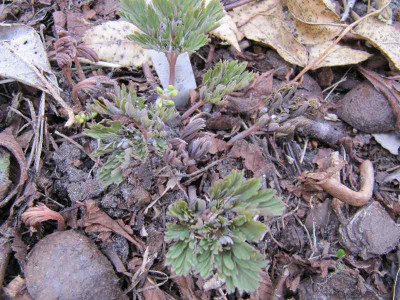Dicentra_cucullaria_110401.jpg