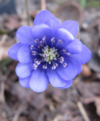 Hepatica_Samling_Handel_110401.jpg