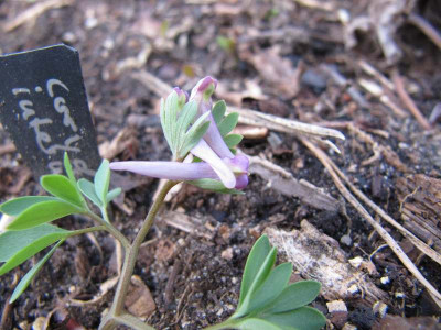 Corydalis_intermedia_110401.jpg