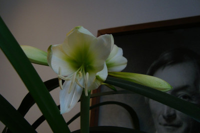 hippeastrum_2011_zg.jpg