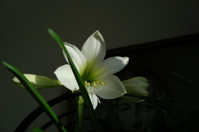 hippeastrum_2011_zg1.jpg