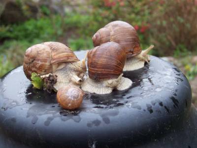 Helix_pomatia.jpg