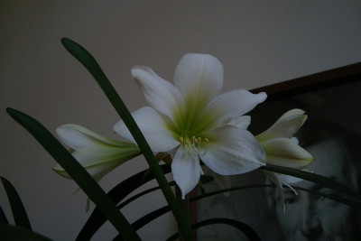 hippeastrum_2011_zg2.jpg