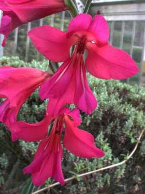 Gladiolus_communis_ssp._byzantinus.jpg