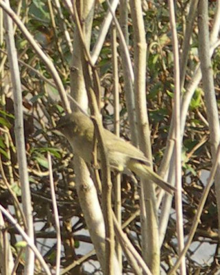 Piepmatz3_201100402.jpg