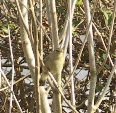 Piepmatz2_201100402.jpg