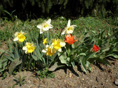 Gemuesegarten_2011ea.jpg