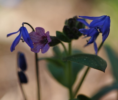 Scilla_s..jpg
