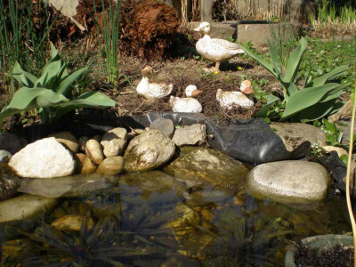 Vogeltraenke_Enten_2011ea.jpg