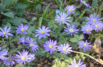 Anemone_blanda_v_1200x1200_80KB.jpg