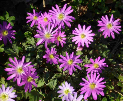 Anemone_blanda_p_1200x1200_80KB.jpg