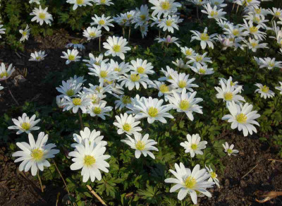 Anemone_blanda_w_1200x1200_80KB.jpg