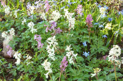 Corydalis_1200x1200_80KB.jpg