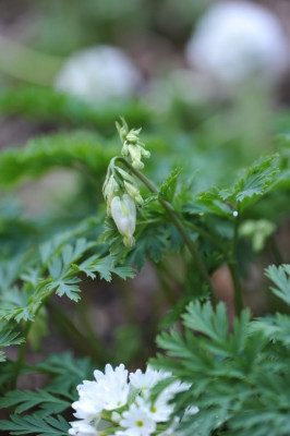 Dicentra_f..jpg