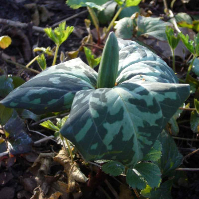 Trillium_1200x1200_80KB.jpg