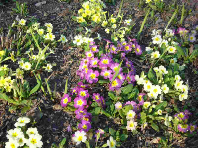 Primula_1200x1200_80KB.jpg
