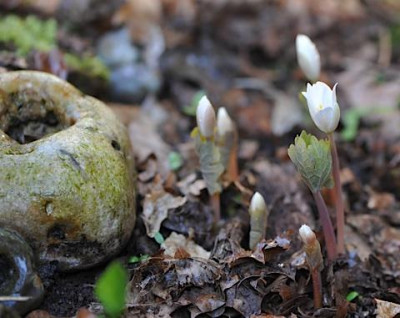 Sanguinaria_c..jpg