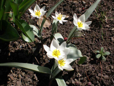 Tulipa_polychroma_2011ea.jpg
