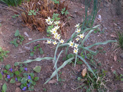 Tulipa_turkestanica_2011ea.jpg