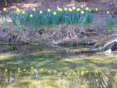 Narzissen_am_Teich.JPG