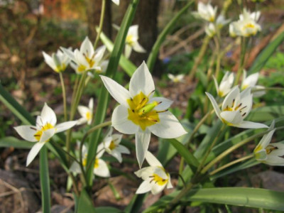 Tulipa_tarda_Sterntulpe.jpg