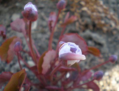 Jeffersonia_dubia_2011ea.jpg