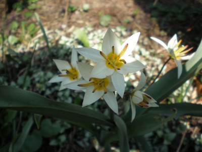 Tulipa_turkestanica_20111ea.jpg