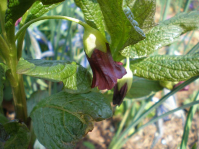 Scopolia_carniolica_2011ea.jpg