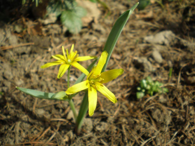 Gagea_lutea_2011ea.jpg
