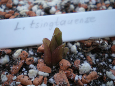Lilium_tsingtauense_Austrieb2011ea.jpg
