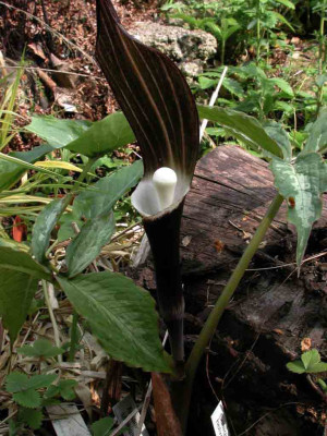 Arisaema_sikokianum.jpg