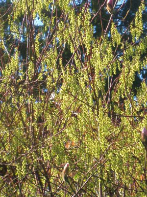 Stachyurus_chinensis__IMG_8458.JPG