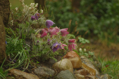 Pulsatilla_vulgaris.jpg