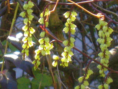 Stachyurus_chinensis1__IMG_8461.JPG