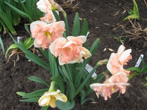 GARTEN_070.jpg