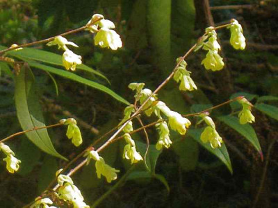 Corylopsis_pauciflora1__IMG_8486.JPG
