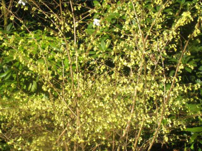 Corylopsis_pauciflora__IMG_8488.JPG