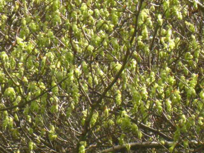 Corylopsis_sinensis1__IMG_8482.JPG