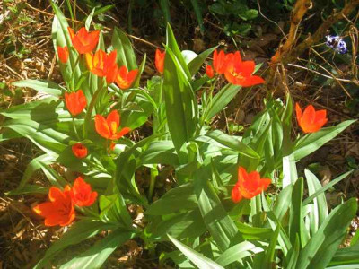Tulipa_praestans_Fusilier__IMG_8478.JPG